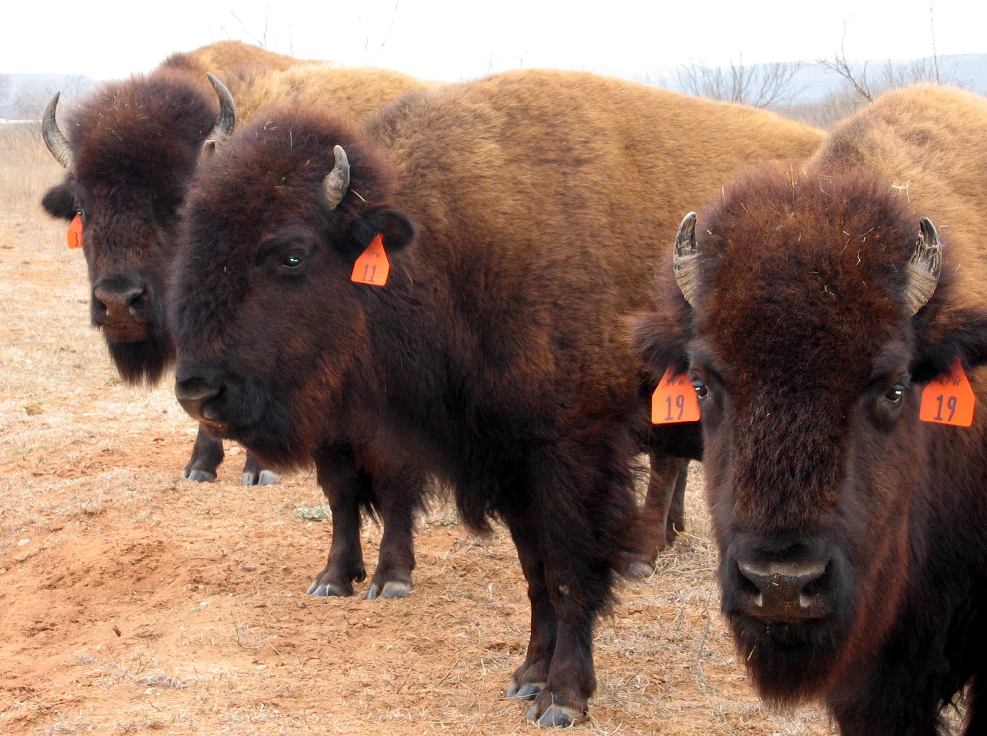 Texas' historic bison herd has more roaming room