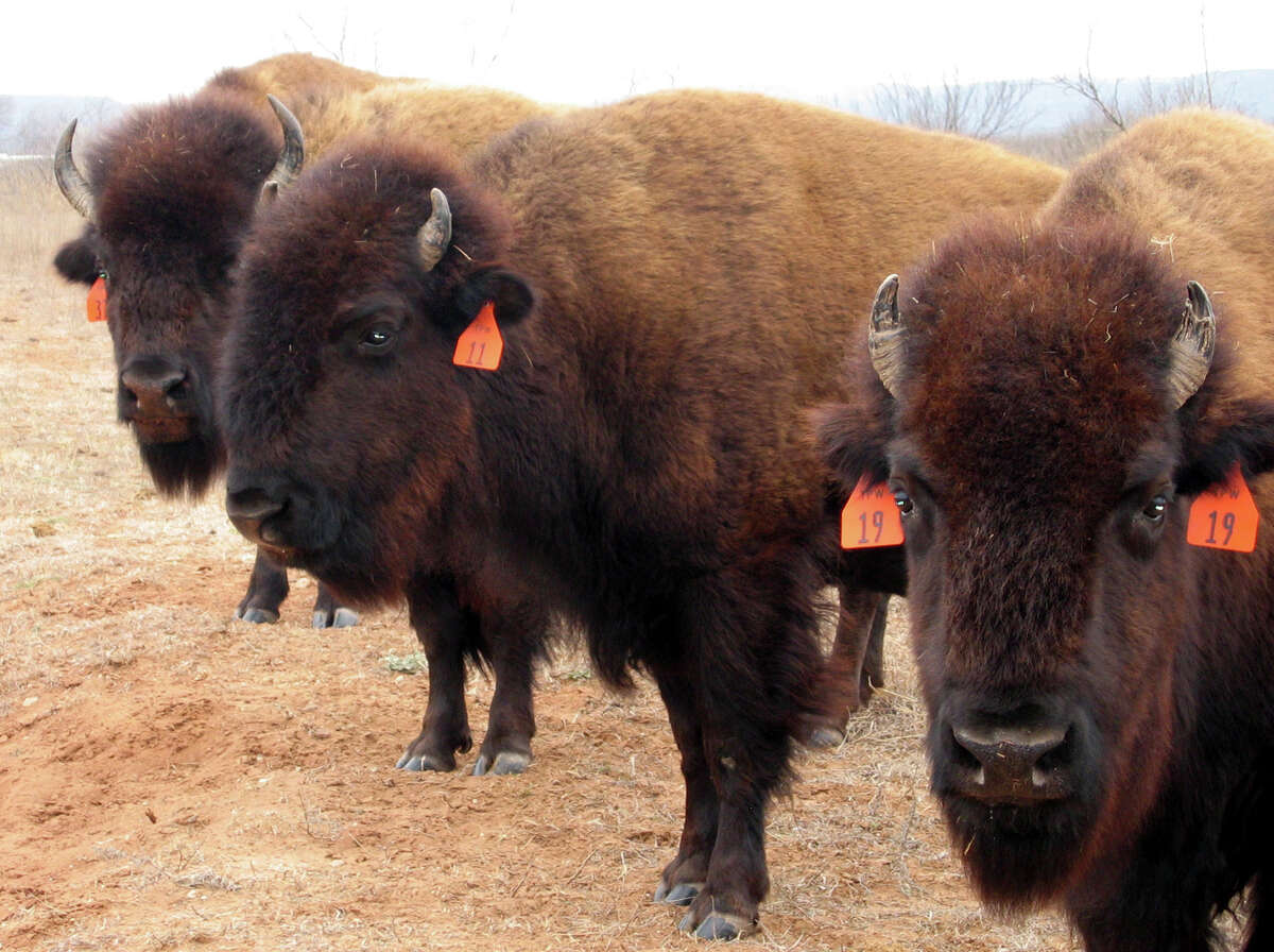 ﻿These bison at the Caprock Canyons State Park﻿, which are the original descendants of a herd started by Charles Goodnight, the celebrated Panhandle rancher in the late 1800s, were photographed in 2005. ﻿