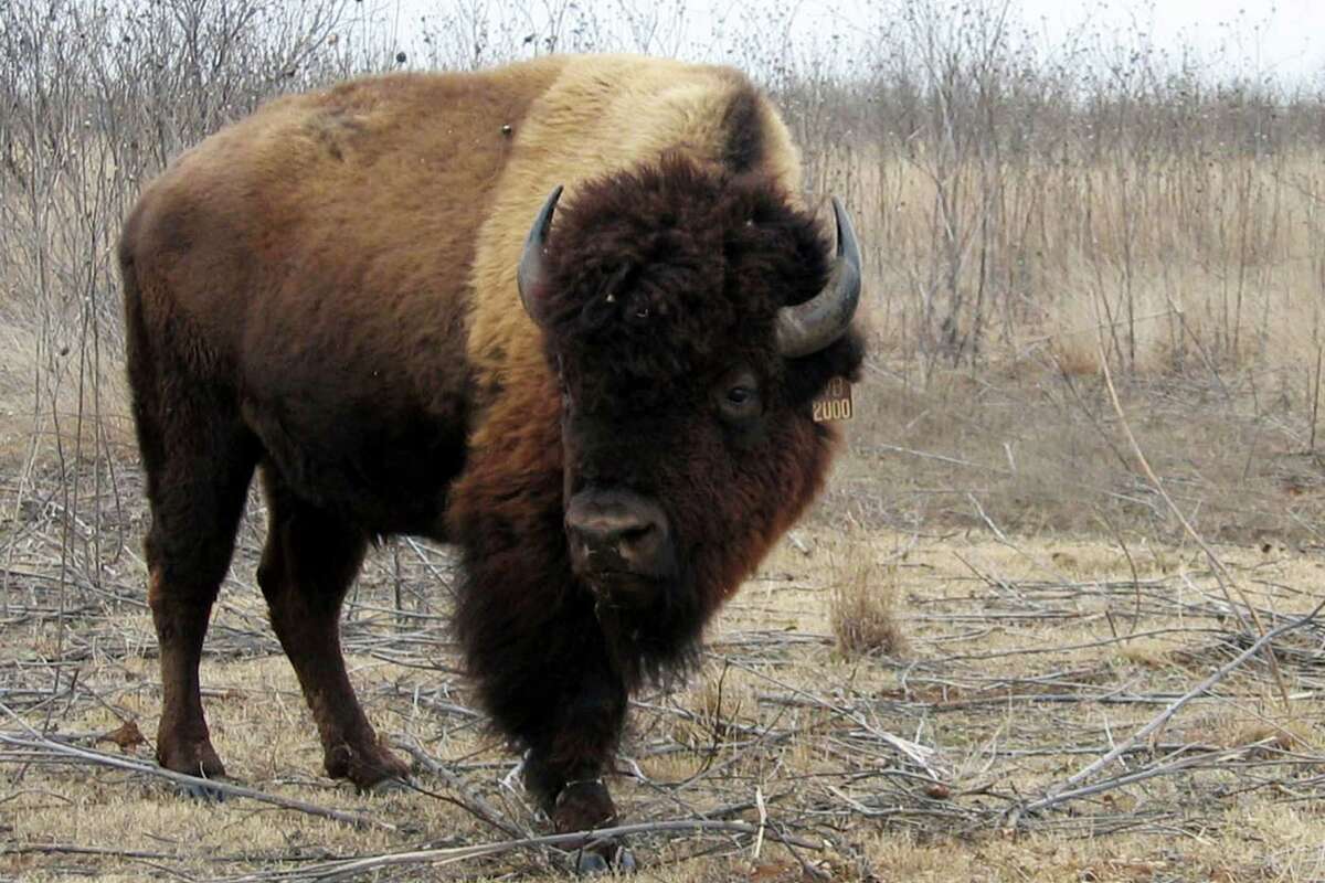 Texas' historic bison herd has more roaming room