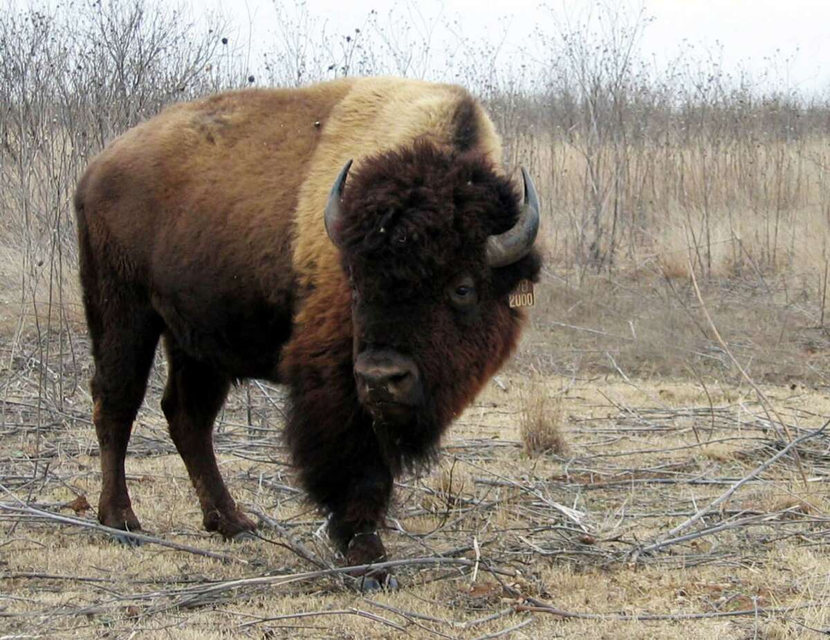 In this 2005 photo, a bison bull, donated by media mogul Ted Turner, grazes at Caprock Canyons State Park. About 100 bison descended from the Southern Plains herd now have access to 10,000 acres in Caprock Canyons State Park.