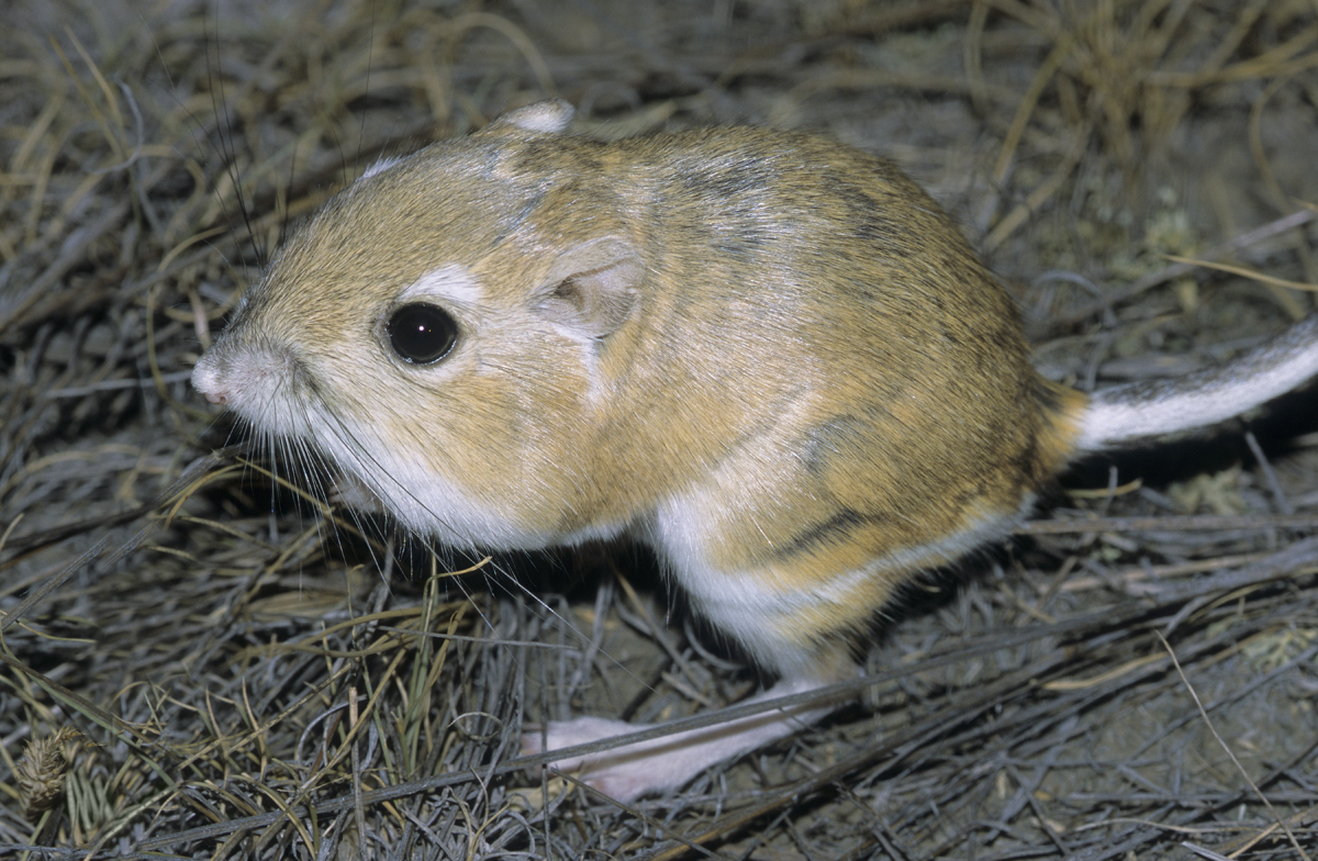 Harvest Mice - NWF