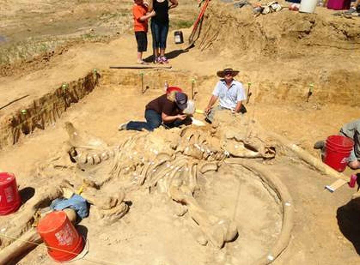 Pristine 40,000-year-old Mammoth Skeleton Uncovered In North Texas