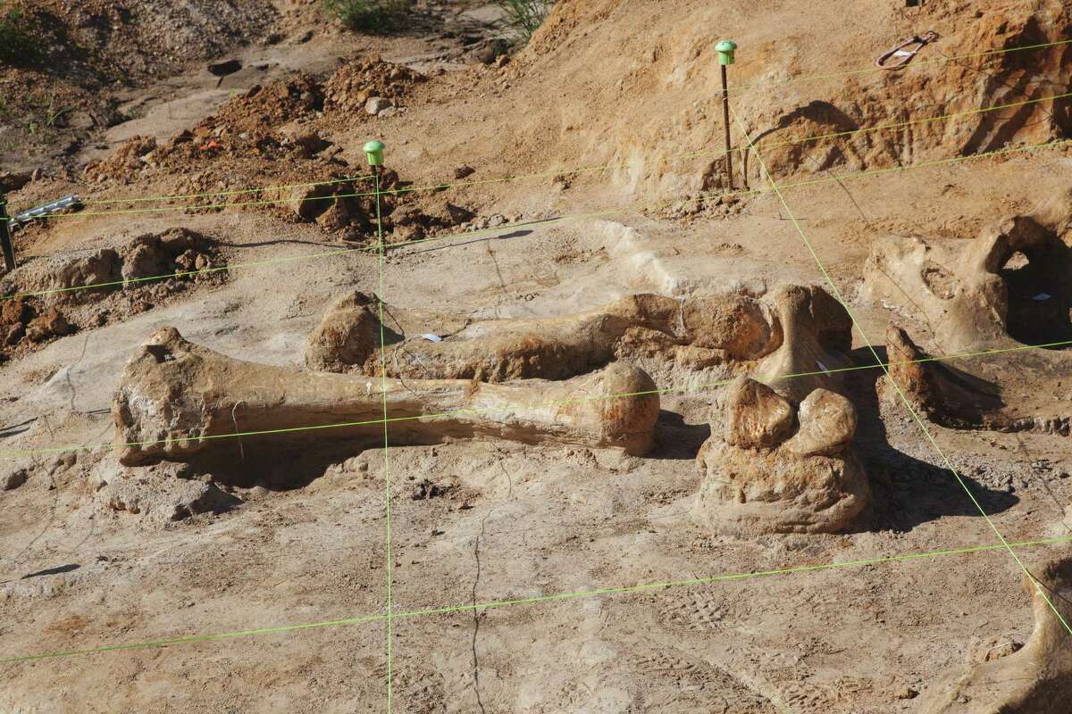 Pristine 40,000-year-old mammoth skeleton uncovered in North Texas