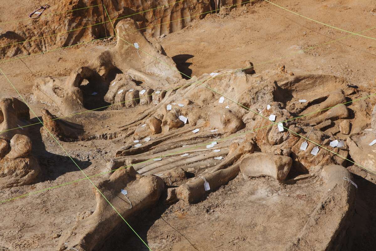 This nearly complete mammoth skeleton was found by the McEwen family in a gravel pit in Ellis County, North Texas. The family donated the potentially 40,000 year old find to the Perot Museum of Nature and Science.