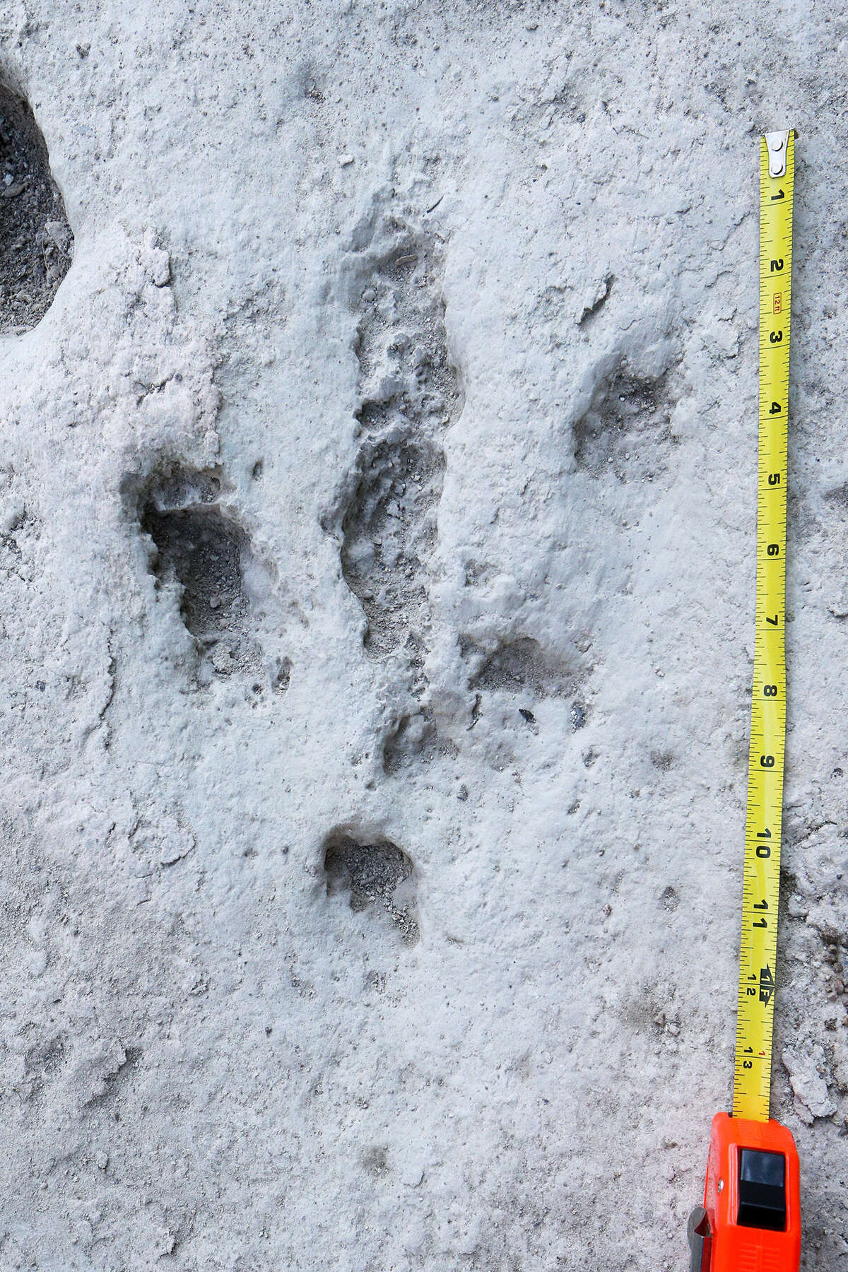 Exclusive photos of the only dinosaur tracks known in Bexar County