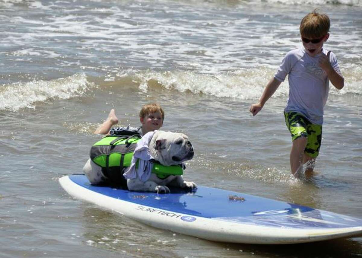 Surfing dogs to annual event at Galveston