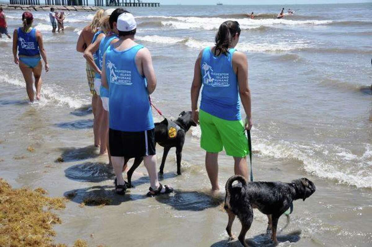 Surfing dogs to annual event at Galveston