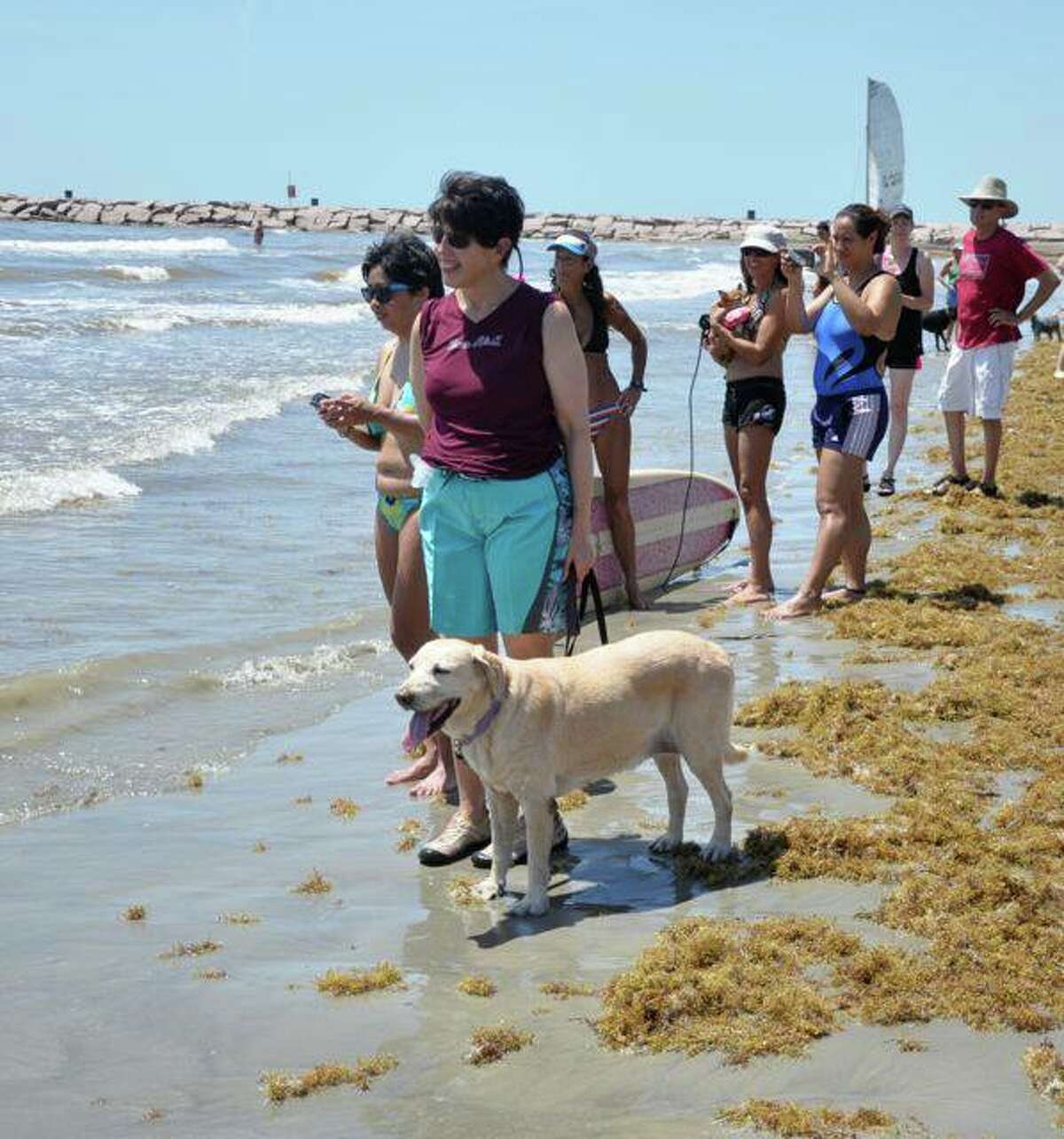 Surfing dogs to annual event at Galveston