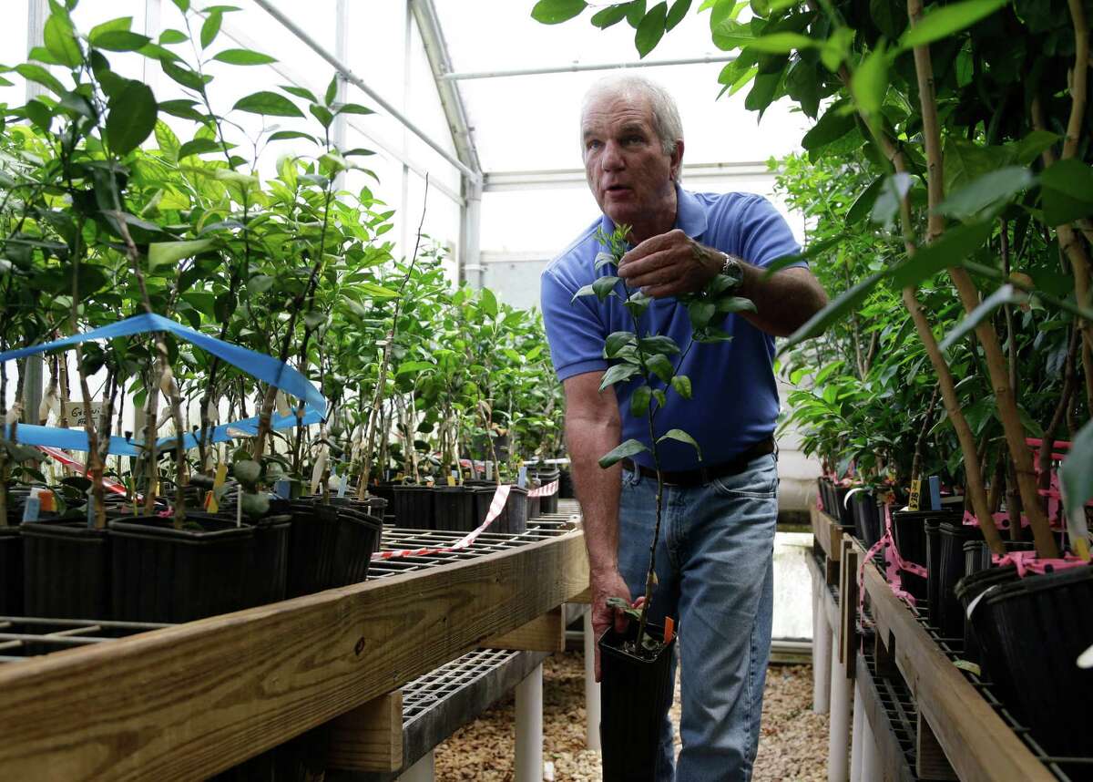 Horticulture professor Fred Gmitter displays root stock of a citrus tree at the University of Florida Citrus Research and Education Center, in Lake Alfred, Fla. Gmitter is studying the citrus greening disease, which is also in Texas.