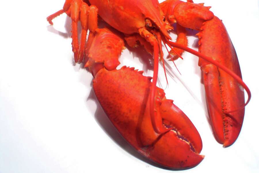 Consider the lobster full text image