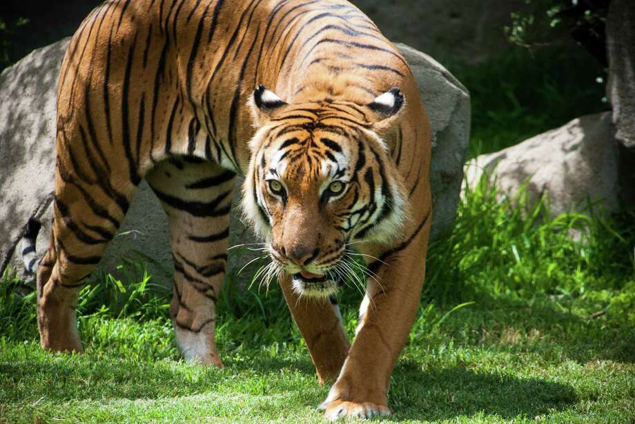 Rare, aging tiger euthanized at the Houston Zoo - Houston Chronicle