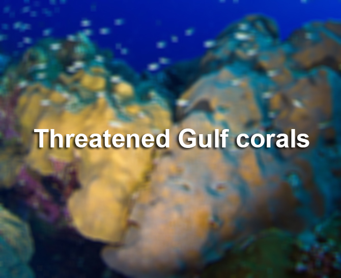 Threatened coral in the Gulf of Mexico