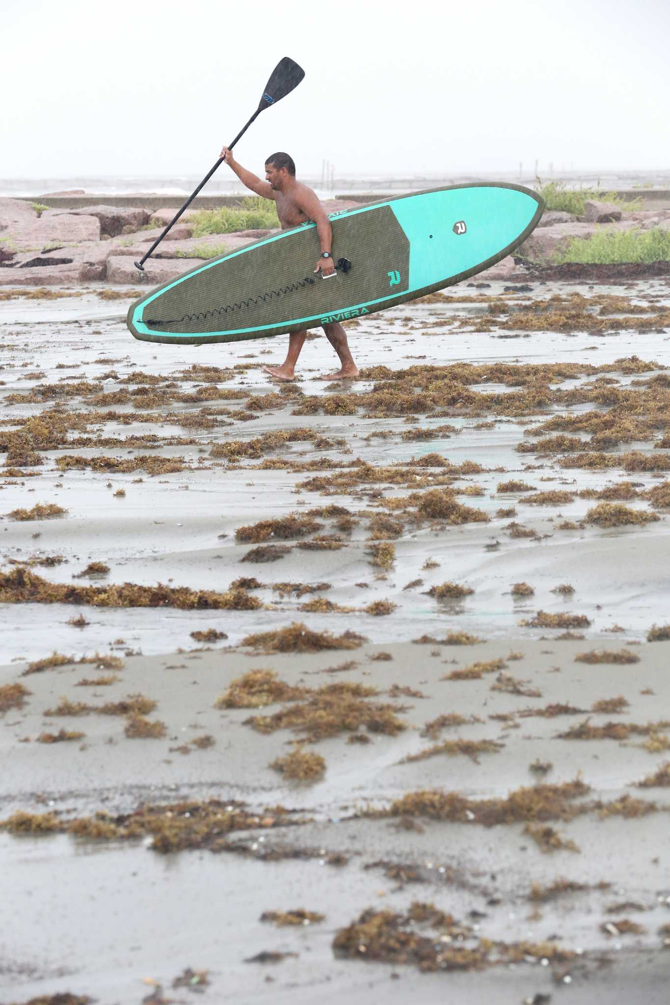 Seaweed summer winds down in Galveston