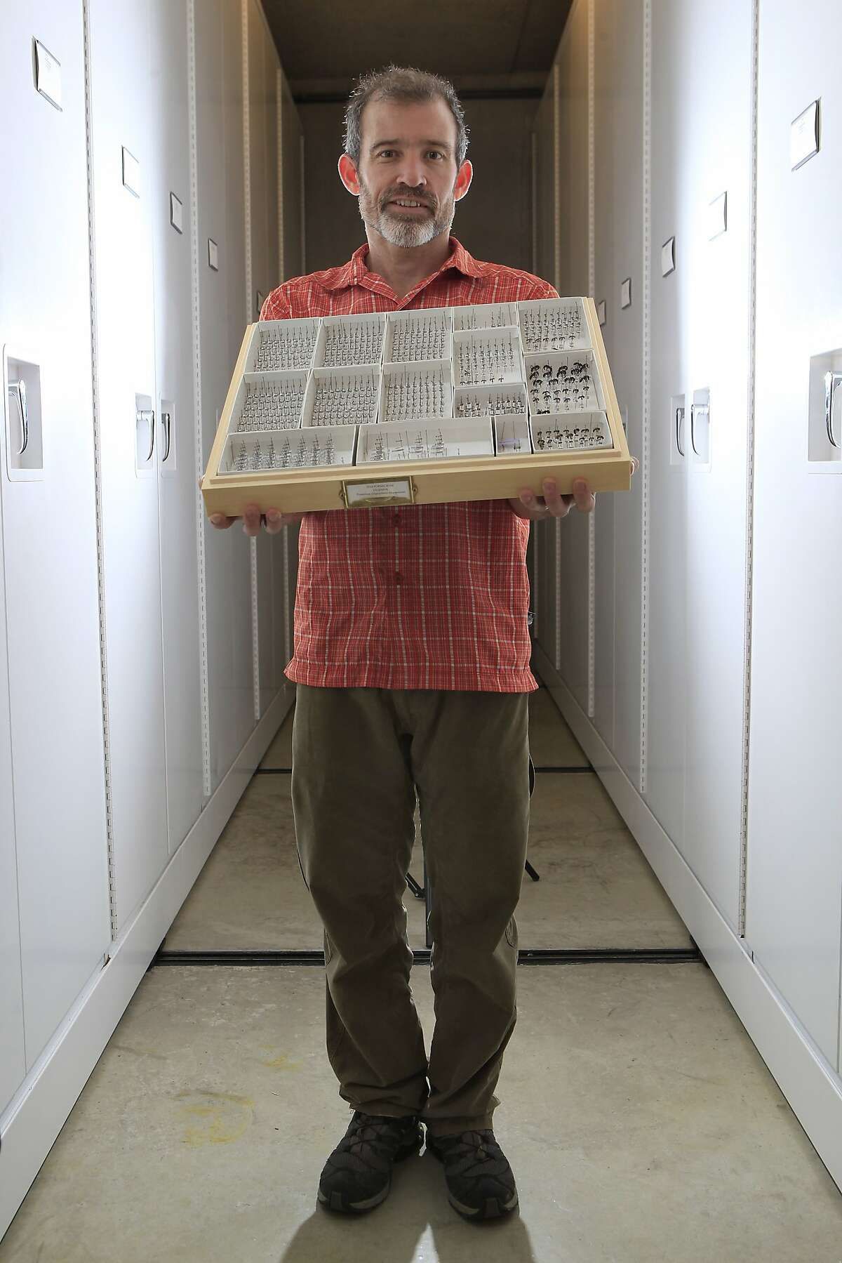Entomologist Brian Fisher holds a board of ant specimens in the specimen room at the Academy of Sciences in San Francisco, CA, Thursday, August 28, 2014.