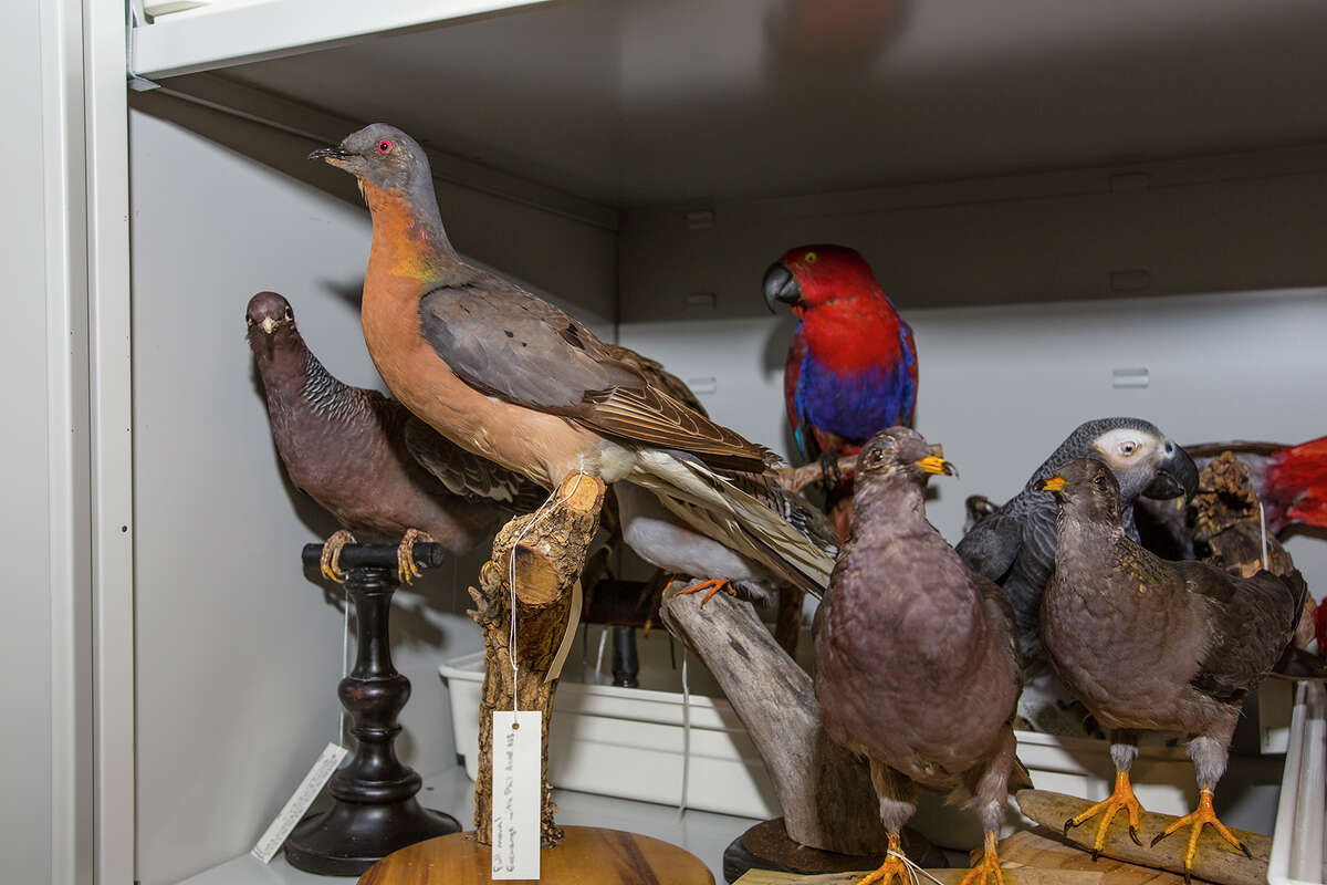 Once-abundant passenger pigeons became extinct 100 years ago