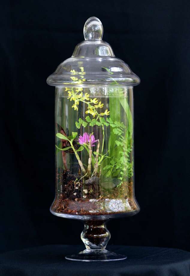 Living with orchids Colorful blooms add exotic touch to interior