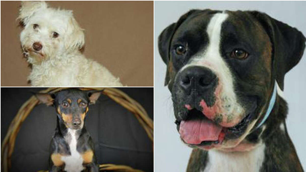 Look at these faces. One of them can be yours, maybe even all three! This weekend the Houston Humane Society is hosting a mega adoption event and some of these adorable canines can be yours for free. Take a look at just a few of the animals looking for forever homes. One could be your next roommate. 