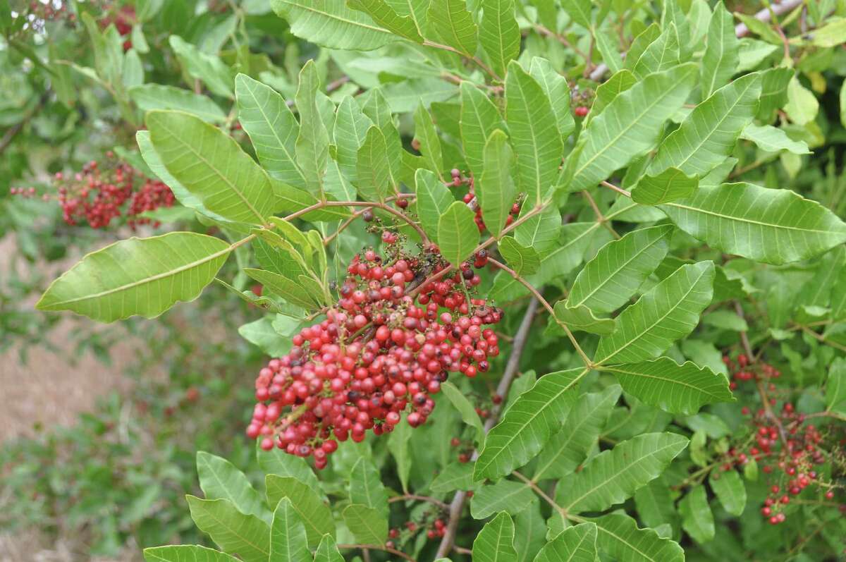 Brazilian pepper-tree How it got here: It was introduced in Florida at Christmastime in the 1800s as an ornamental plant with festive colors. Sales were prohibited in the 1950s.  Why it's bad: This dense plant prevents native grasses and shrubs from getting enough light. It can also make you itch like poison ivy or poison oak would.  What you can do: Cut them down and apply herbicide to the stumps immediately after cutting. 