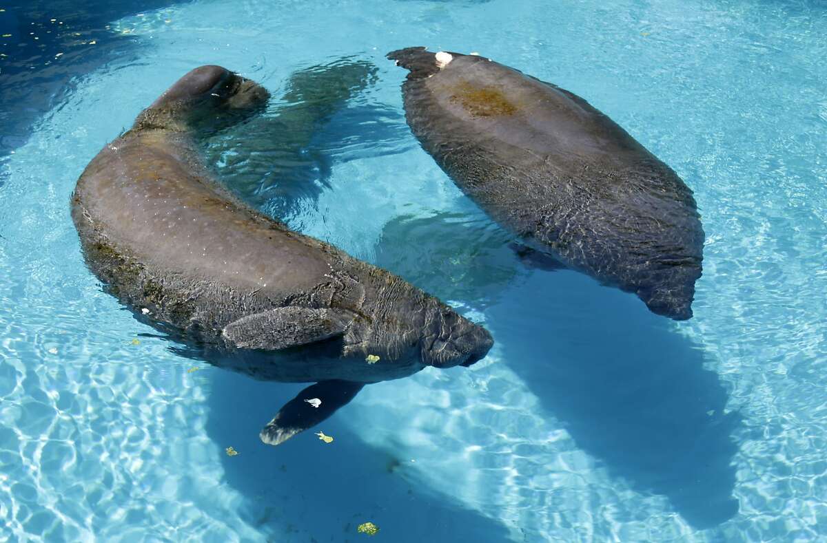 Over 300 manatees cause closure of Florida springs