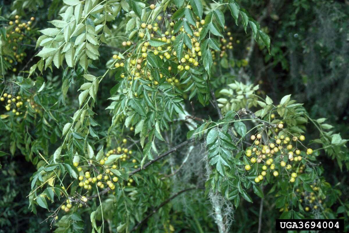 Chinaberry tree How it got here: Imported from Asia in the early 1800s and used as an ornamental tree.  Why it's bad: It outcompetes native species and alters soil pH, which can cause issues for native plants.  What you can do: Cut the trees down and apply herbicide to the stumps. 