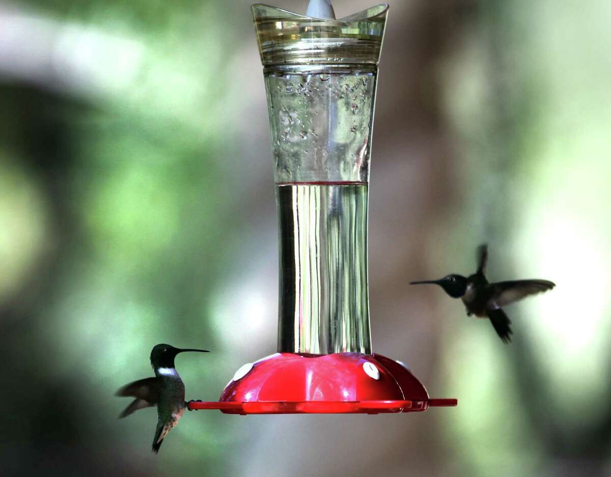 Helping hummingbirds