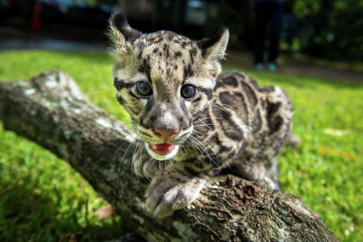 Twelve-week-old clouded leopard cubs Koshi and Senja took their first romp in the grass Friday during their final days behind-the-scenes at the Houston Zoo. As they grow, their mischievous personalities are coming out. Koshi thinks it’s fun to practice his aerial skills by leaping onto the caregivers while Senja prefers climbing and has perfected the art of escaping over the baby gate barrier. The pair, born June 6, will make their public debut in mid-September.