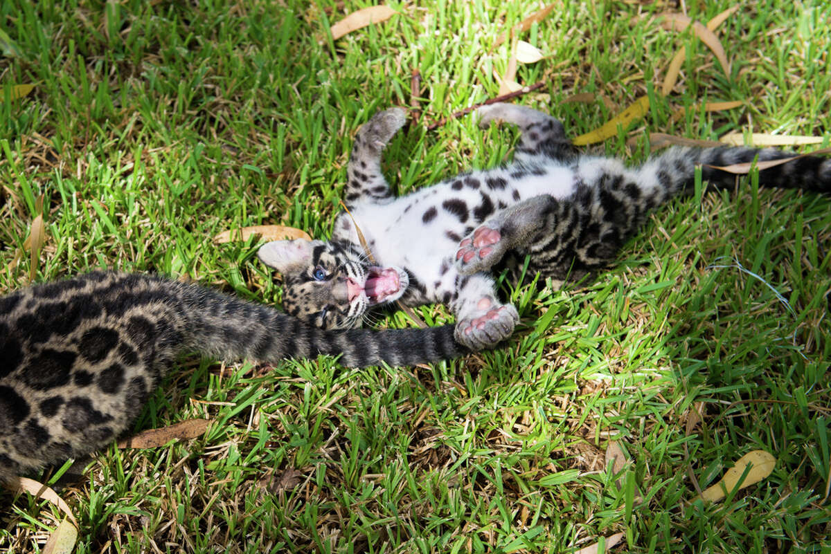 Twelve-week-old clouded leopard cubs Koshi and Senja took their first romp in the grass Friday during their final days behind-the-scenes at the Houston Zoo. As they grow, their mischievous personalities are coming out. Koshi thinks it’s fun to practice his aerial skills by leaping onto the caregivers while Senja prefers climbing and has perfected the art of escaping over the baby gate barrier. The pair, born June 6, will make their public debut in mid-September.