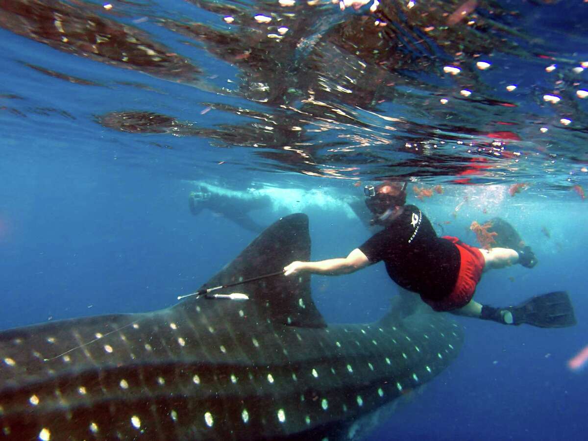 The tag was put on a 25-30 foot long female whale shark off Isla Contoy NE of Cancun in Mexico. It contains around a year's worth of data which researchers say is invaluable in their quest to understand the largest fish in the ocean.