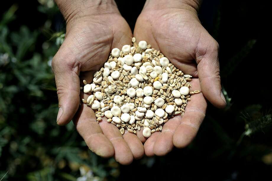 There are hidden dangers in lupin products SFGate