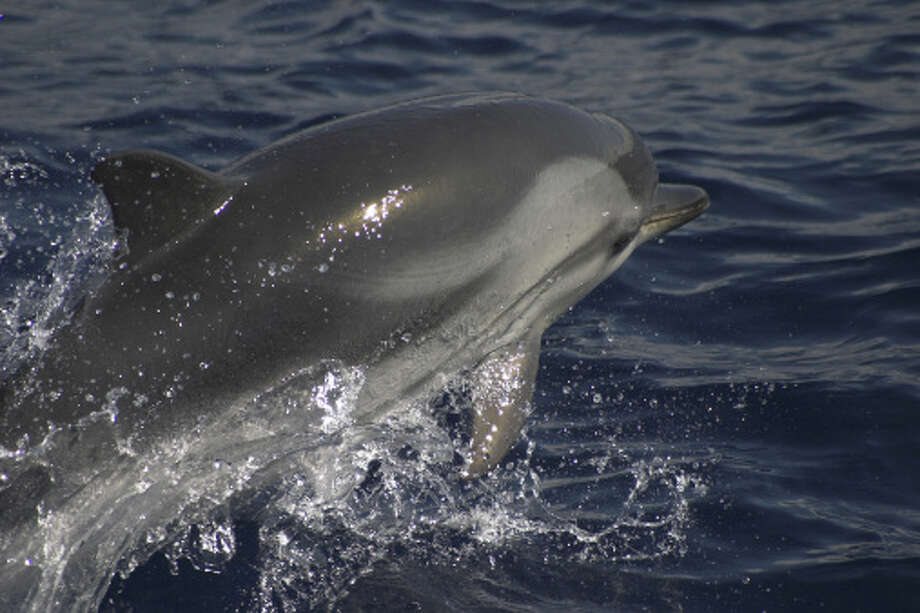 Gulf Mammals Under Threat As Marine 'beachings' Remain High - Beaumont 