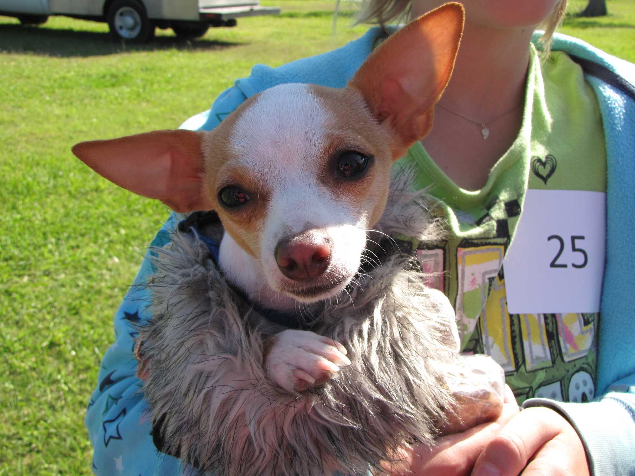 Take doggy for a dip at Little Cedar Bayou Wave Pool in La Porte