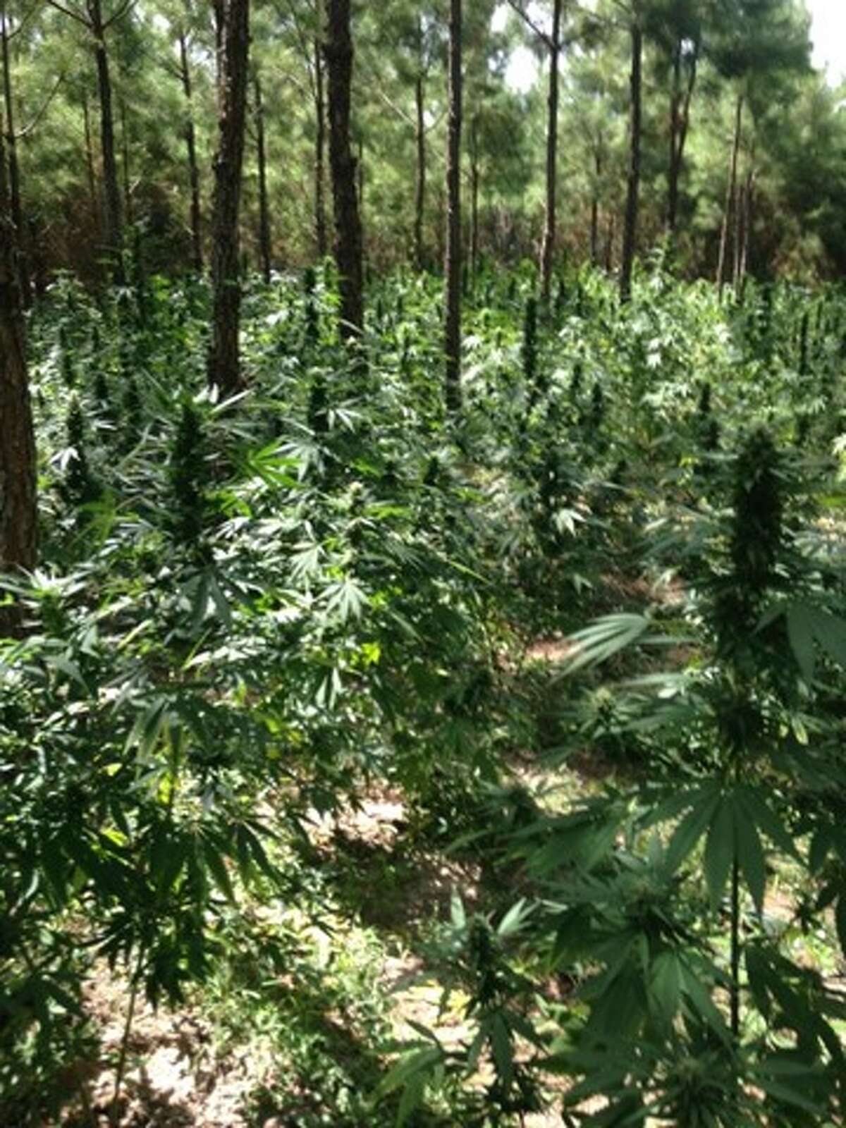 Polk County authorities uncovered another massive marijuana farm in their jurisdiction, this one containing roughly 9,600 plants, according to the Montgomery County Police Reporter.