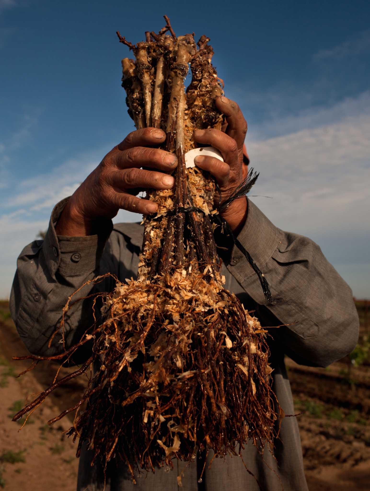 Lodi S Phillips Farms Rooted In Grape Growing