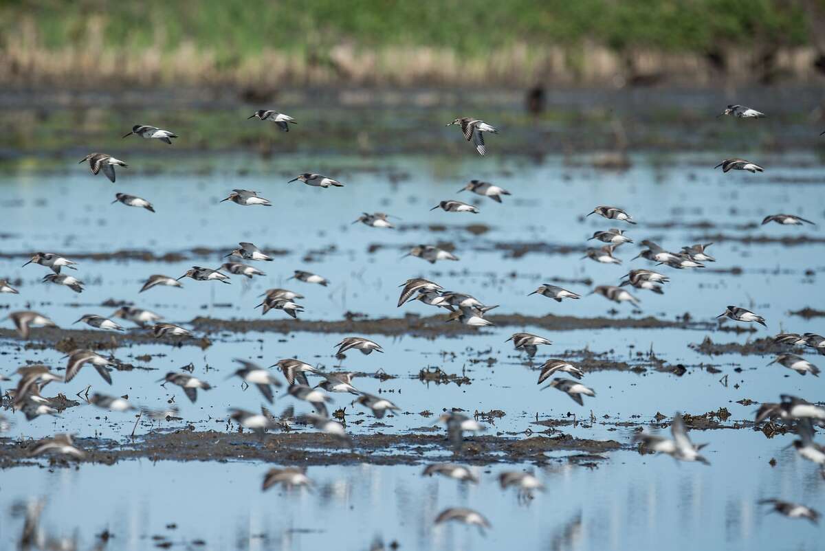 Dunlins, a migratory shorebird, lift off from rice field flooded with well water as part of new habitat program developed by The Nature Conservancy with rice farmers in Sacramento Valley