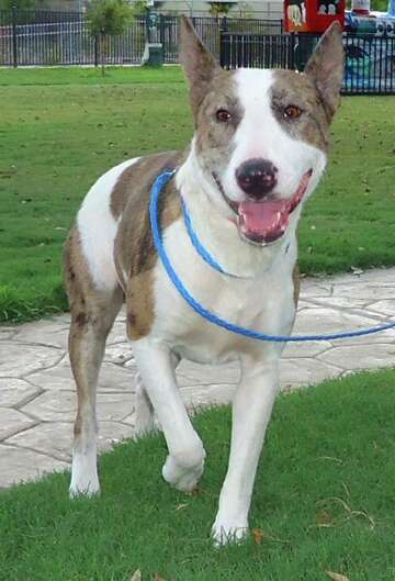 australian shepherd terrier mix