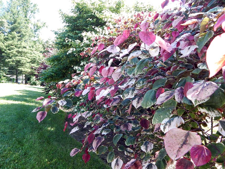 Cercis The Rising Sun Eastern Redbud - Sugar Creek Gardens