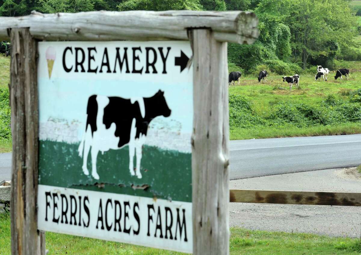 A bucolic scene as cows graze across the road from Ferris Acres Creamery in Newtown, Conn. on Friday, September 5, 2014.