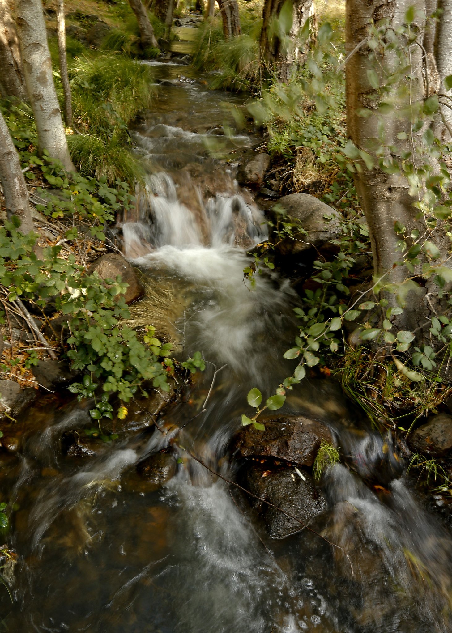 Surprise bonanza since Napa quake: dry creeks now flowing