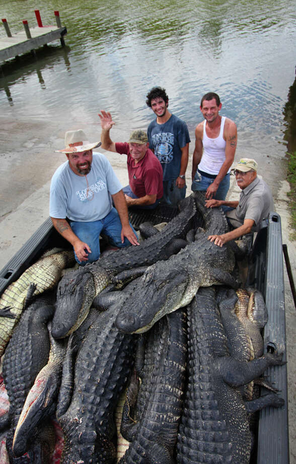 Alligator hunting season opens in Texas Houston Chronicle