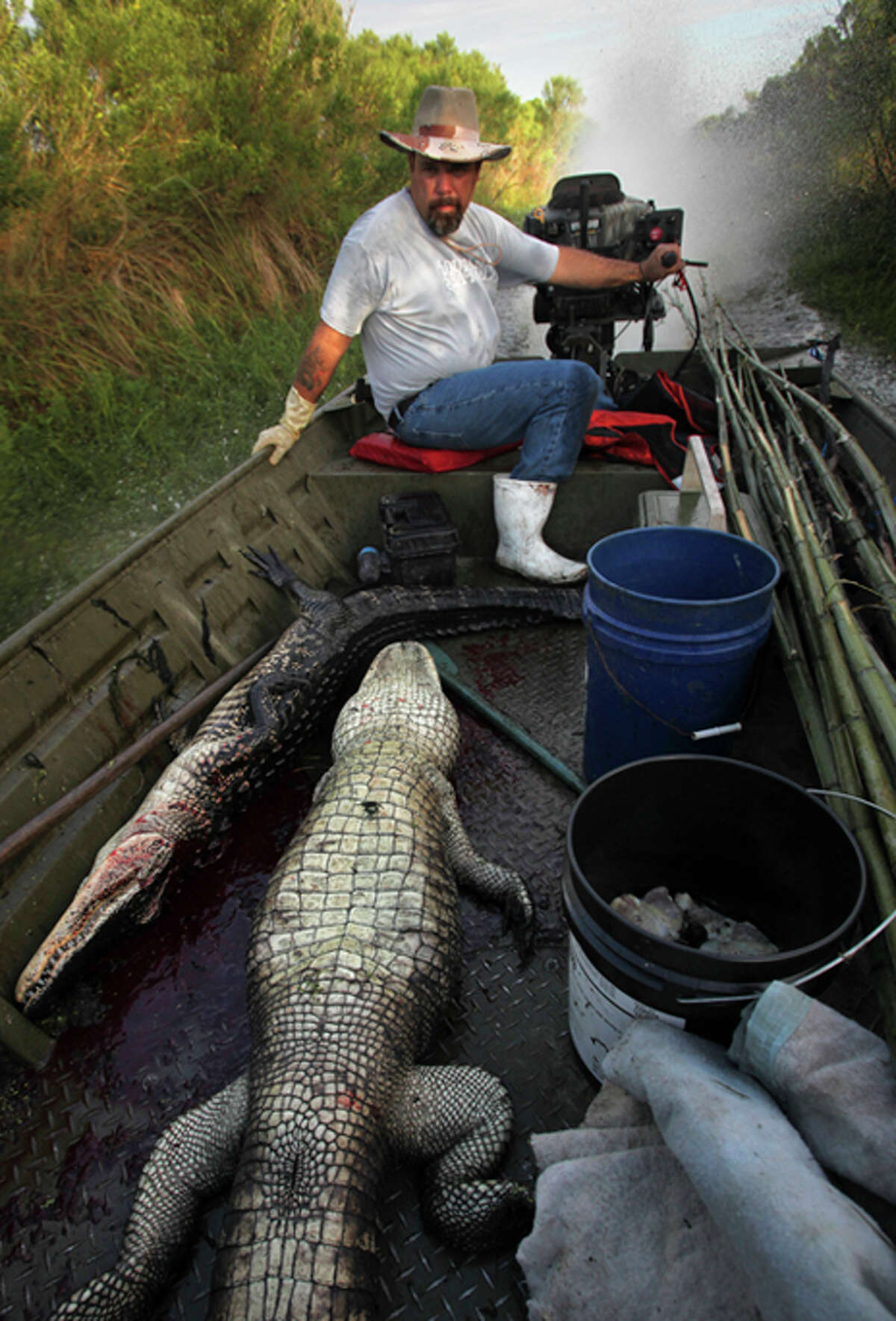 Gator hunter Lance Nacio is the third generation of his family to hunt the giant reptiles in Louisiana's swamps. Nacio caught 24 alligators in one day at the start of the La. season in August.