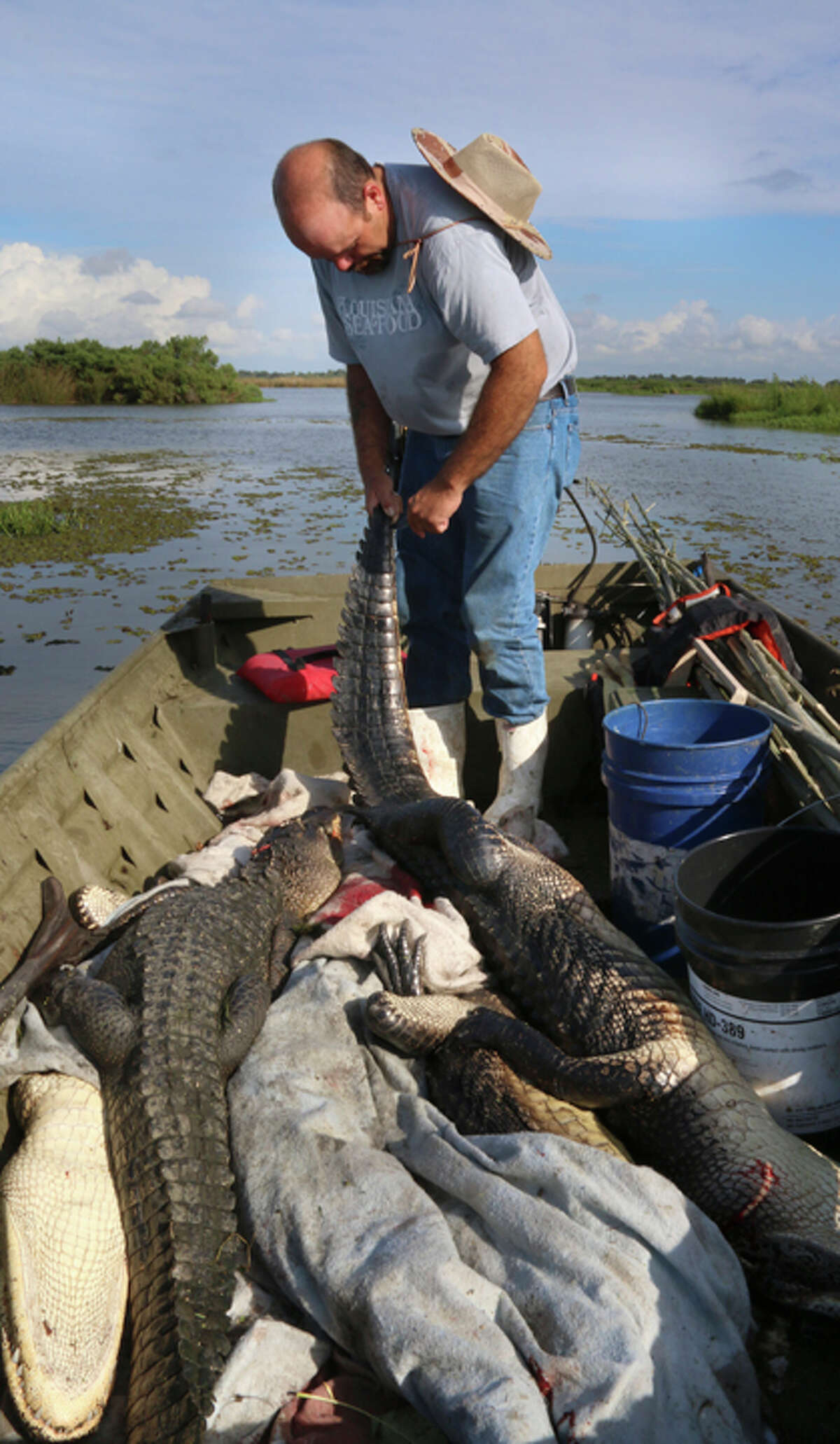 Alligator hunting season opens in Texas