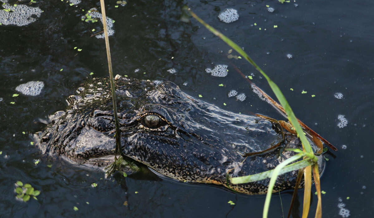 Alligator hunting season opens in Texas