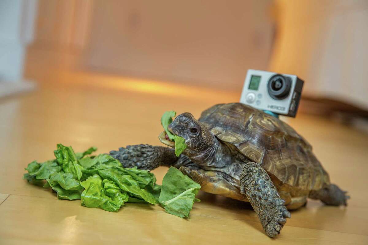 ﻿Milton, a female gopher tortoise, crawls around with a GoPro Hero attached to her back. ﻿