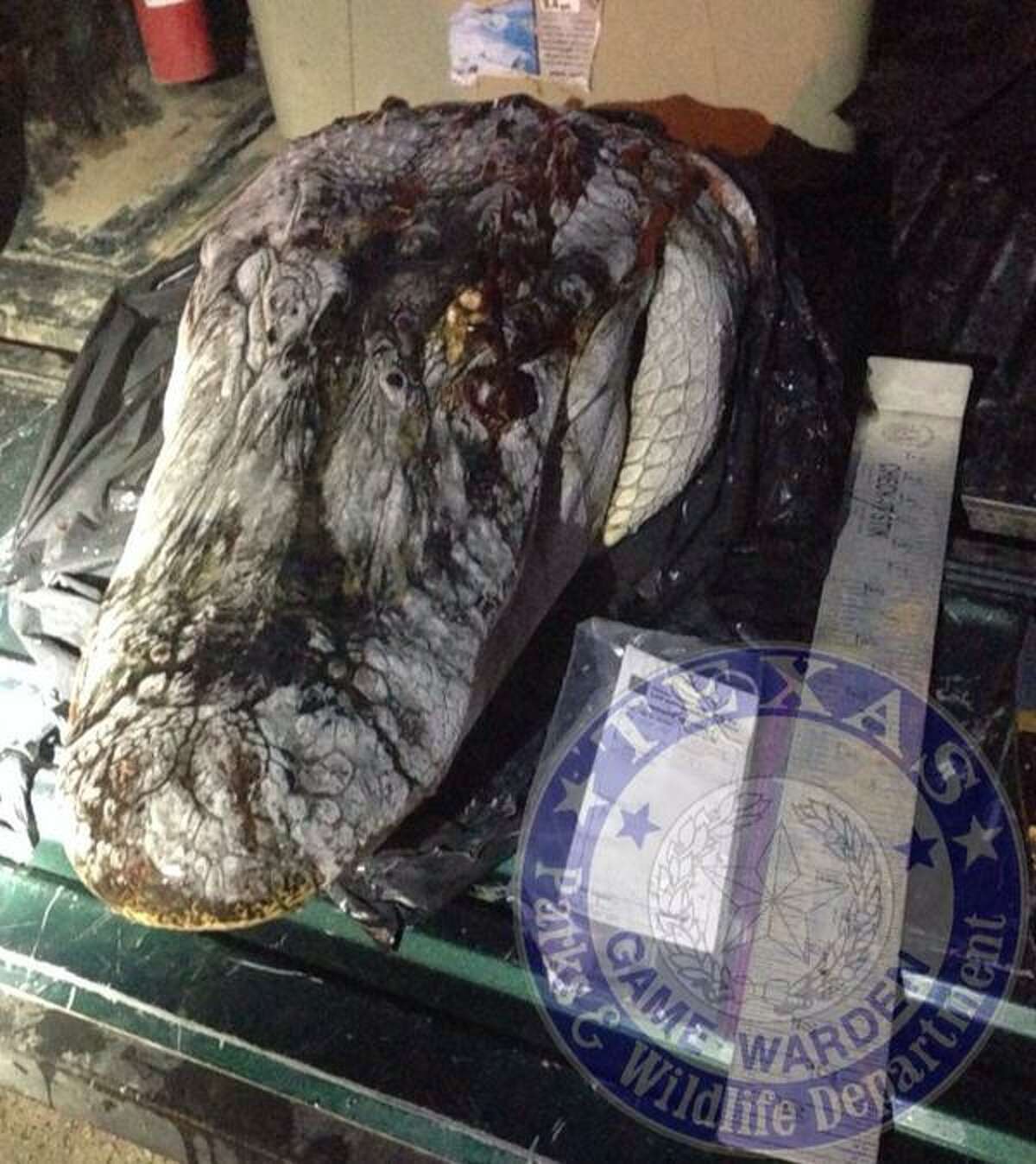 Texas Game Warden's Twitter account shared this photo of an alligator shot and killed last week in Atascosa County. The man responsible has been charged with shooting the alligator out of season, a Class C misdemeanor punishable by a fine up to $500.