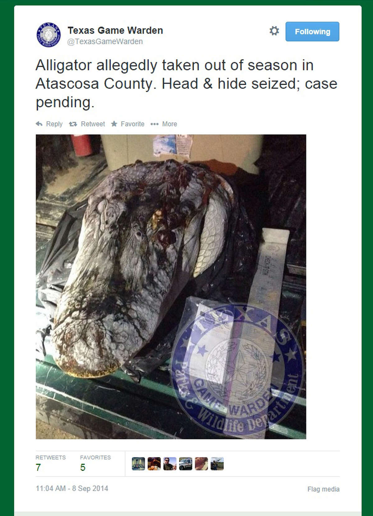 The Texas Game Warden Twitter account posted this photo of an alligator shot and killed in Atascosa County last week.