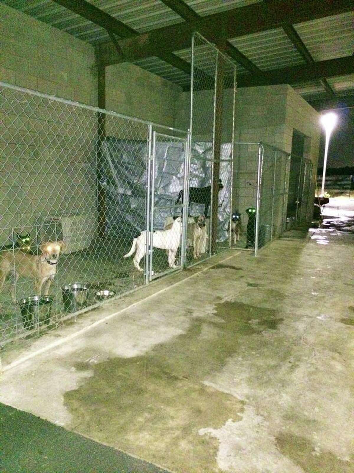 Humane society outbreak in New Braunfels kills dogs, halts adoptions