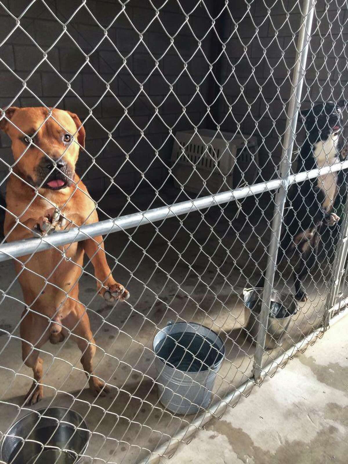 Humane society outbreak in New Braunfels kills dogs, halts adoptions