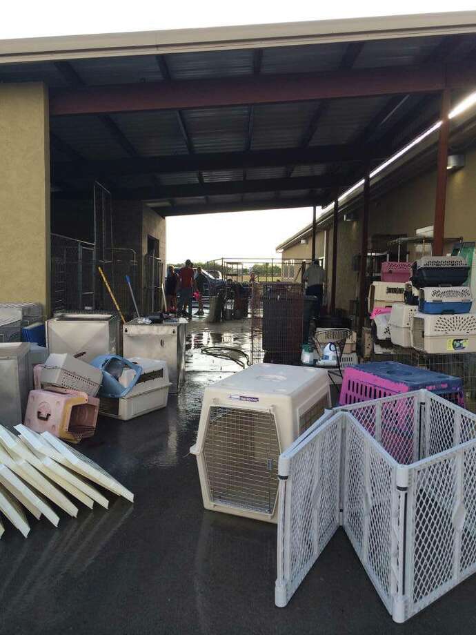 Humane society outbreak in New Braunfels kills dogs, halts adoptions San Antonio ExpressNews
