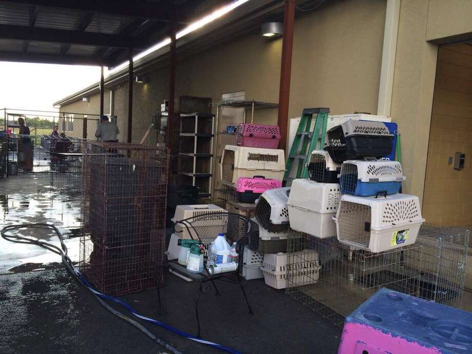 Humane society outbreak in New Braunfels kills dogs, halts adoptions San Antonio ExpressNews