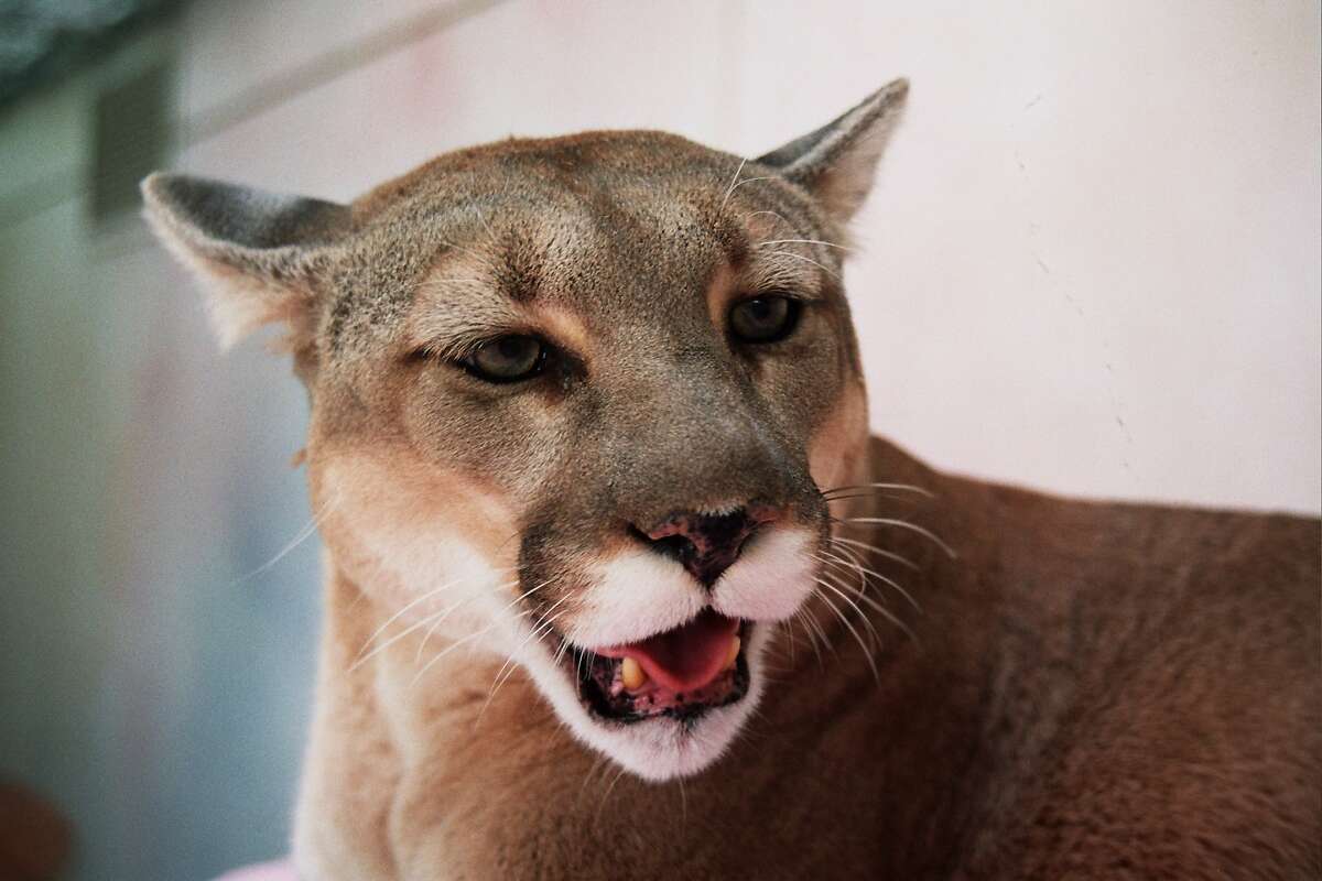 History of pumas (mountain California